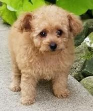 Puppies for sale poodle - Tajikistan, Dushanbe