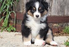 Puppies for sale australian shepherd - Kyrgyzstan, Bishkek