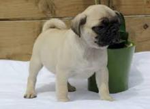 Puppies for sale pug - Ireland, limerick