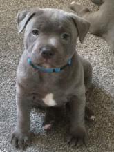 Puppies for sale staffordshire bull terrier - Ireland, Dublin. Price 155 €