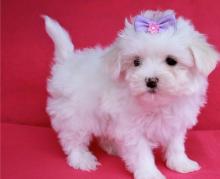 Puppies for sale maltese - Netherlands, Valveyk