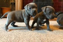 Puppies for sale american staffordshire terrier - Ireland, Cork