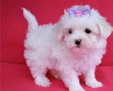 Puppies for sale maltese - Ireland, Limerick