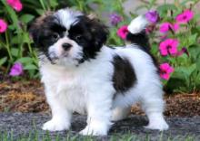 Puppies for sale chihuahua - Cyprus, Limassol