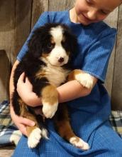 Puppies for sale bernese mountain dog - Cyprus, Protaras