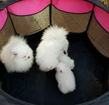 Puppies for sale , pomeranian - Ireland, Dublin