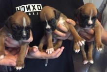 Puppies for sale boxer - Russia, Vologda