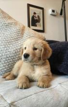 Puppies for sale golden retriever - Ireland, Dublin