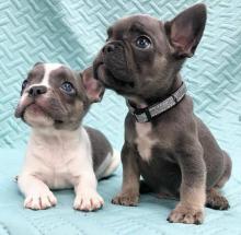 Puppies for sale french bulldog - Ireland, ashbourne