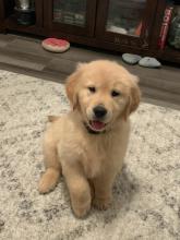 Puppies for sale golden retriever - Ireland, birr