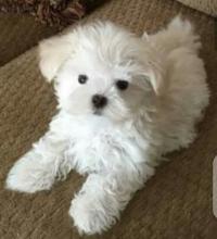Puppies for sale maltese - Ireland, laytown