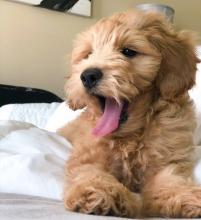 Puppies for sale , cockapoo - Ireland, Dublin