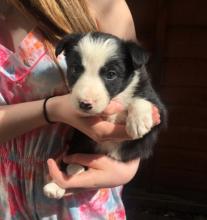 Puppies for sale border collie - Ireland, Dublin