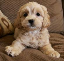 Puppies for sale , cockapoo - Ireland, Dublin