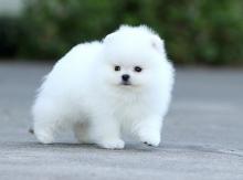 Puppies for sale , pomeranian - Latvia, Aizkraukle