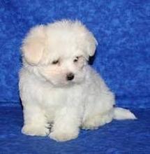 Puppies for sale maltese - United Kingdom, London