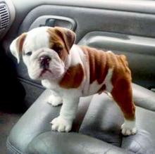 Puppies for sale english bulldog - Sweden, Stockholm
