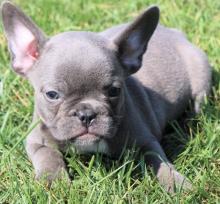 Puppies for sale french bulldog - Kyrgyzstan, Bishkek