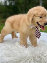 Puppies for sale golden retriever - Moldova, Balti