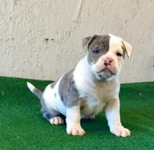 Puppies for sale , american bully - Finland, Turks, vantaa