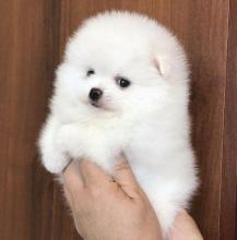 Puppies for sale , pomeranian - Latvia, Aluksne