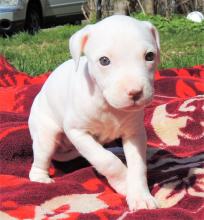 Puppies for sale american pit-bull terrier - Finland, Turks, vantaa