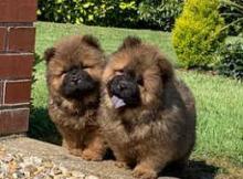 Puppies for sale chow chow - Greece, Athens. Price 10 €