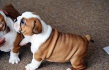 Puppies for sale english bulldog - United Kingdom, Portsmouth