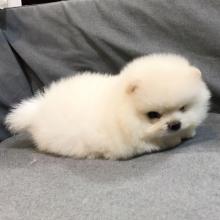 Puppies for sale pomeranian spitz - Germany, Suhl