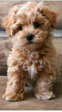 Puppies for sale , cockapoo - Ireland, WATERFORD