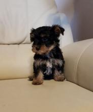 Puppies for sale yorkshire terrier - Ireland, Galway