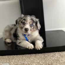 Puppies for sale australian shepherd - Czech Republic, Prague