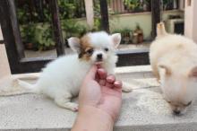 Puppies for sale chihuahua - Czech Republic, Prague