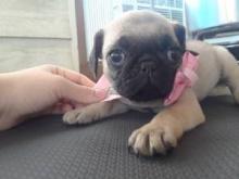 Puppies for sale pug - Romania, Bucharest