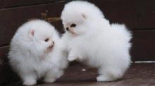 Puppies for sale pomeranian spitz - Greece, Athens