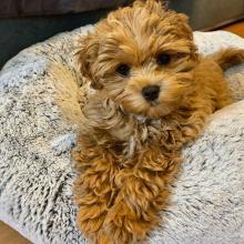 Puppies for sale maltese - USA, West Virginia