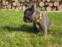 Puppies for sale french bulldog - Ireland, Cork