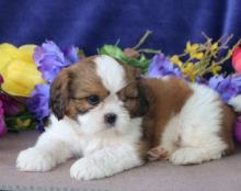 Puppies for sale other breed, cavapoo puppies - Ireland, limerick