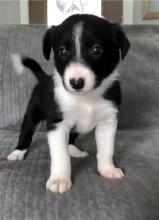 Puppies for sale border collie - Ireland, Waterford