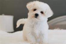 Puppies for sale , maltipoo - Ireland, Swords