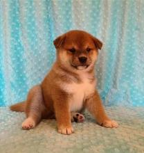 Puppies for sale , shiba inu - Netherlands, Zwolle
