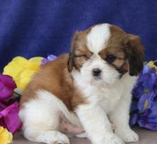 Puppies for sale other breed, ca - Austria, Graz