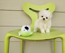 Puppies for sale maltese - Latvia, Aizkraukle