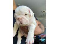 Puppies for sale english bulldog - Uzbekistan, Namangan