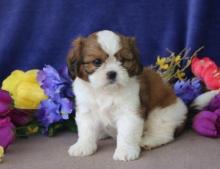 Puppies for sale other breed, cavapoo puppies - Latvia, Riga