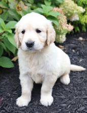 Puppies for sale golden retriever - Slovenia, Bela Church