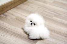 Puppies for sale pomeranian spitz - United Kingdom, Chesterfield