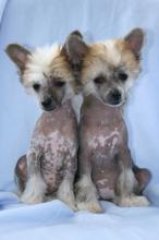 Puppies for sale chinese crested dog - Ireland, Cork. Price 10 €