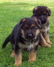 Puppies for sale german shepherd dog - Czech Republic, Bridge