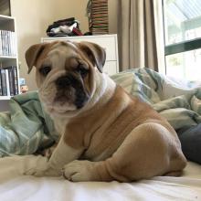 Puppies for sale english bulldog - Turkmenistan, Turkmenabad